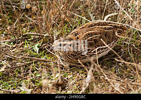 Coturnix coturnix - la caille commune est une espèce d'oiseau galliforme de la famille des Phasianidae Banque D'Images