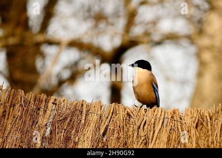 Cyanopica cyanus - la queue longue est une espèce d'oiseau de passereau - Corvidae. Banque D'Images