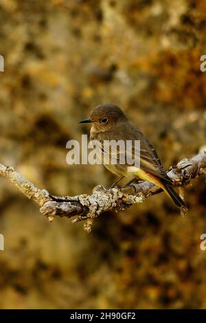 Phoenicurus phoenicurus - le redstart est une espèce d'oiseau de passereau de la famille des Muscicapidae. Banque D'Images