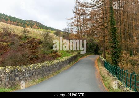 Vue d'automne le long de la route de passage de Whinlatter dans le parc national de Lake District en novembre, Cumbria, Angleterre, Royaume-Uni Banque D'Images