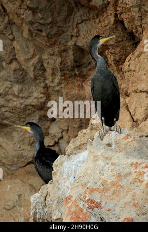 Phalacrocorax aristotelis - le Cormoran touffeté est une espèce d'oiseau sulfiforme de la famille des Phalacrocoracidae. Banque D'Images