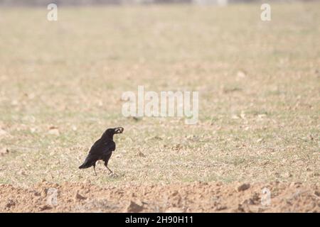 Corvus corone - le corbeau noir est une espèce d'oiseau de passereau de la famille des Corvidae. Banque D'Images