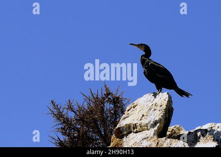 Phalacrocorax aristotelis - le Cormoran touffeté est une espèce d'oiseau sulfiforme de la famille des Phalacrocoracidae. Banque D'Images