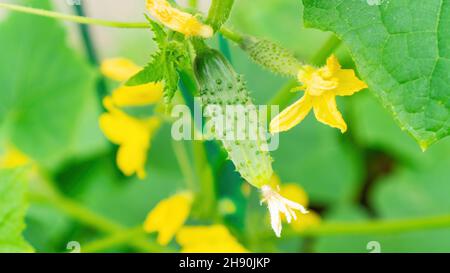 Concombre sur une branche gros plan.Comment les concombres grandissent.Floraison et ovaire de concombres cultivés sur un lit surélevé dans le champ ouvert sans utiliser de serre Banque D'Images