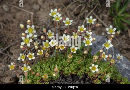 Saxifraga exarata subsp exarata, saxifrage à sillons, en fleur dans les Alpes Maritimes Banque D'Images