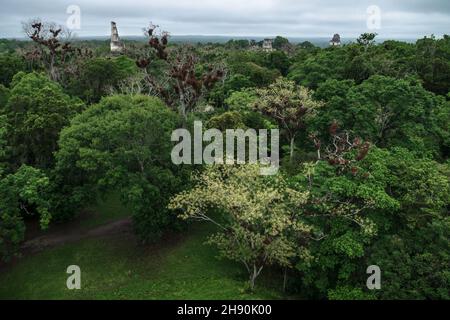 Vue aérienne depuis le site archéologique de Tikal, ruines du temple qui s'envoler de la jungle, Peten, Guatemala Banque D'Images