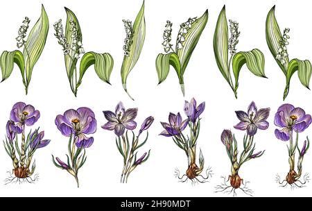 Ensemble vectoriel de Lily de la vallée et de fleurs de Crocus Illustration de Vecteur