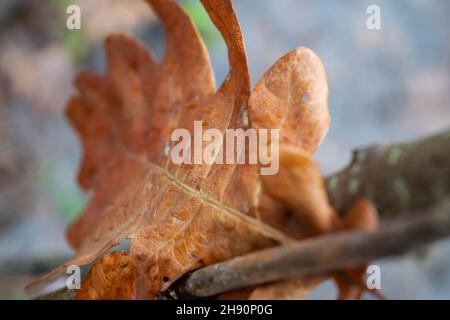 Une feuille jaune tombée d'un arbre coincée dans une branche sur le fond de la forêt.Feuille jaune en gros plan dans un environnement naturel.Belle forêt Banque D'Images