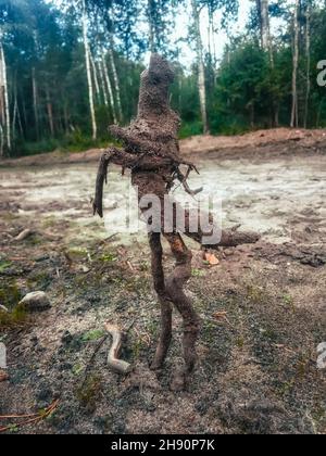 Esprit de forêt.Rhizome d'arbre sous la forme d'une figure humaine Banque D'Images