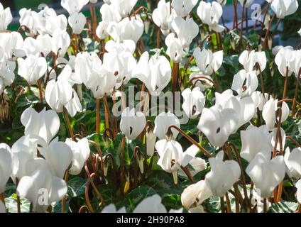 Fleurs de cyclamens blanches en fleur Banque D'Images