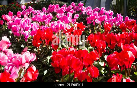 Fleurs de cyclamens roses et rouges en fleur, foyer sélectif Banque D'Images