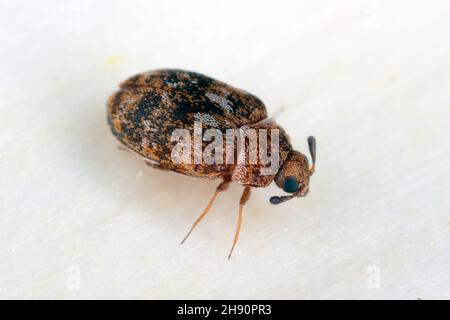 Coléoptères  Anthrène des tapis - Anticimex