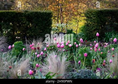 Tulipes, tulipes, tulipes, tulipes, tulipes, tulipes, tulipes roses, tulipes roses, jardin au printemps, tulipes en fleur, jardin de printemps, tulipes et herbes, tulipes et gr Banque D'Images