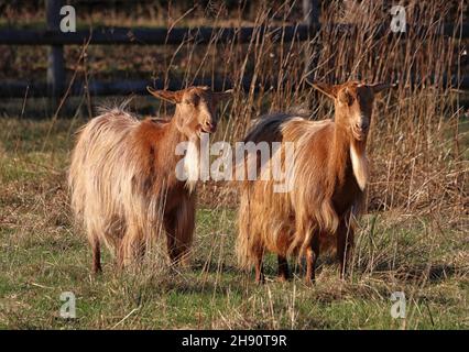 Deux chèvres de race rare Golden Guernesey qui broutage dans un champ sous le soleil d'automne Banque D'Images