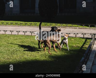 Chiens jouant heureusement dans le parc. Banque D'Images