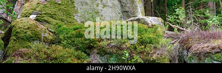 Vue panoramique sur un terrain forestier avec des rochers, des arbustes de bleuets, de la mousse et du bois mort dans la région de Waldviertel (ForestQuarter), en Autriche Banque D'Images