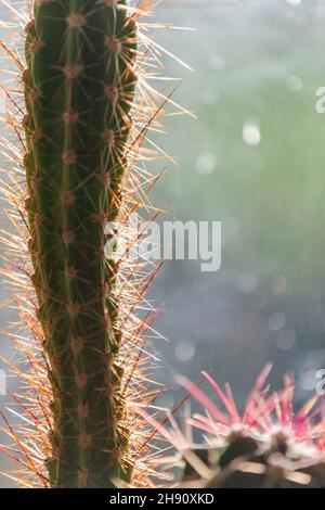 Cactus maison usine.Faire face à la chaleur et aux conditions sèches les cactus sont parfaits pour les ménages modernes et peu de maintenance. Banque D'Images