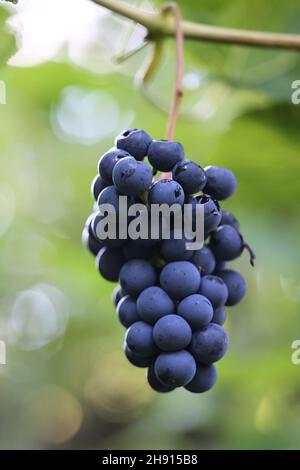 Vignes bleues et feuilles vertes d'un cultivar de vin appelé Vitis Zilga poussant en Finlande Banque D'Images