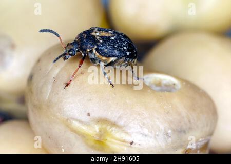Bruchus rufimanus, communément appelé le charançon du haricot large, le coléoptère du haricot large ou le coléoptère des graines du haricot large, est un ravageur du charançon. Banque D'Images