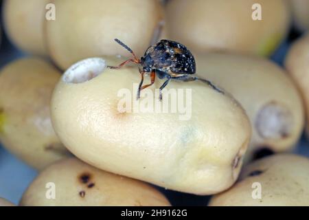 Bruchus rufimanus, communément appelé le charançon du haricot large, le coléoptère du haricot large ou le coléoptère des graines du haricot large, est un ravageur du charançon. Banque D'Images