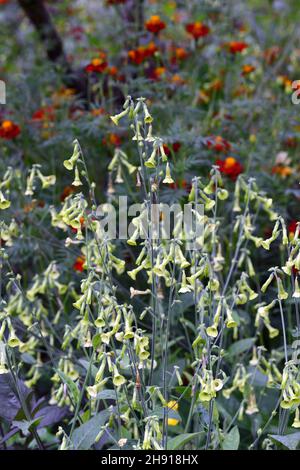 Nicotiana alata Lime Green,plante de tabac,fleur vert lime,fleurs,fleur,fleurs,parfum,parfum,annuel,annuals,RM floral Banque D'Images