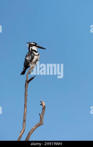 Pied kingfisher oiseau assis sur une branche de proximité.Israël Banque D'Images