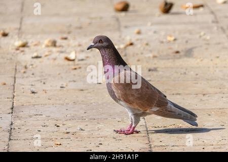 Pink Brown Racing homer oiseau de ferme Banque D'Images