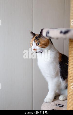 Beau chat tricolore domestique avec des yeux jaunes (ambre) assis sur un cadre d'escalade de chat à l'intérieur et regarde loin.Gros plan. Banque D'Images