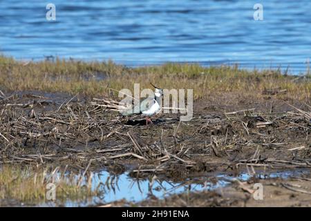 Norther Lapwing sur les marais Banque D'Images