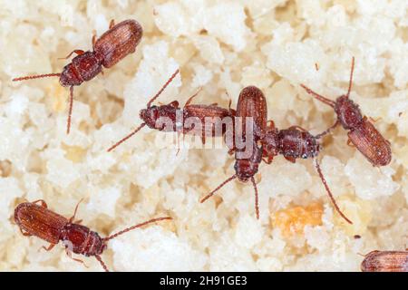 Le dendroctone du grain rouillé Cryptolestes ferrugineus est un dendroctone de la famille des Laemophloeidae (dendroctone de l'écorce plate doublée). Banque D'Images