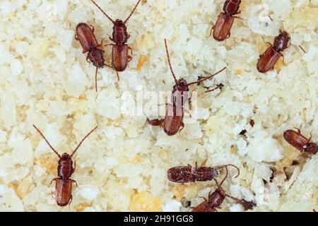 Le dendroctone du grain rouillé Cryptolestes ferrugineus est un dendroctone de la famille des Laemophloeidae (dendroctone de l'écorce plate doublée). Banque D'Images