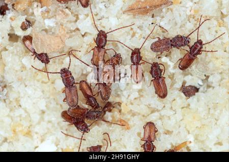 Le dendroctone du grain rouillé Cryptolestes ferrugineus est un dendroctone de la famille des Laemophloeidae (dendroctone de l'écorce plate doublée). Banque D'Images