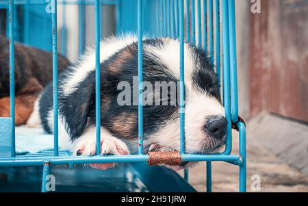 Petits chiots mignons dans des cages en attente d'adoption. Petits chiots blancs dans des cages en attente d'adoption Banque D'Images