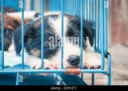 Petits chiots mignons dans des cages en attente d'adoption. Petits chiots blancs dans des cages en attente d'adoption Banque D'Images