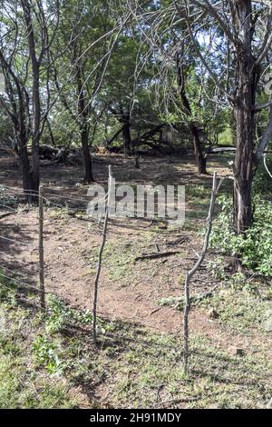 Une clôture improvisée en bois et en barbelés sur une ferme de l'est de Pretoria Afrique du Sud pour garder le bétail hors d'un jardin avec du sol rouge et de l'herbe dedans Banque D'Images