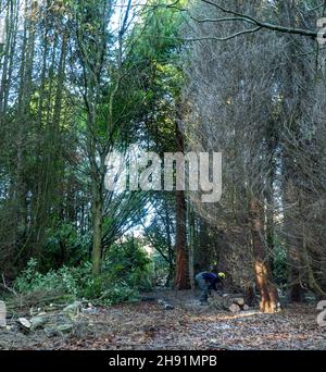 St Cyrus, Aberdeenshire, Écosse, 3 décembre 2021: Photo: Les ingénieurs de SSEN déracinés arbres et débris qui ont entraîné des lignes électriques basse tension à la périphérie de St Cyrus.Les propriétés dans ce domaine ont été sans pouvoir pendant 7 jours.Les ingénieurs ont travaillé sur le réseau électrique, de la haute tension à la moyenne tension, et enfin aux systèmes basse tension, qui sont les lignes électriques que l'on voit entrer dans nos maisons.Les ingénieurs travaillent dans des conditions dangereuses, ils ont travaillé de longues heures pour essayer de restaurer l'alimentation électrique des maisons.Credit:Barry Nixon/Alay Live News Banque D'Images