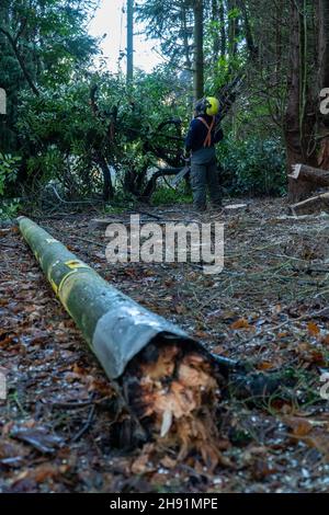 St Cyrus, Aberdeenshire, Écosse, 3 décembre 2021: Photo: Les ingénieurs de SSEN déracinés arbres et débris qui ont entraîné des lignes électriques basse tension à la périphérie de St Cyrus.Les propriétés dans ce domaine ont été sans pouvoir pendant 7 jours.Les ingénieurs ont travaillé sur le réseau électrique, de la haute tension à la moyenne tension, et enfin aux systèmes basse tension, qui sont les lignes électriques que l'on voit entrer dans nos maisons.Les ingénieurs travaillent dans des conditions dangereuses, ils ont travaillé de longues heures pour essayer de restaurer l'alimentation électrique des maisons.Credit:Barry Nixon/Alay Live News Banque D'Images