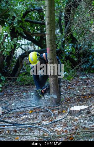 St Cyrus, Aberdeenshire, Écosse, 3 décembre 2021: Photo: Les ingénieurs de SSEN déracinés arbres et débris qui ont entraîné des lignes électriques basse tension à la périphérie de St Cyrus.Les propriétés dans ce domaine ont été sans pouvoir pendant 7 jours.Les ingénieurs ont travaillé sur le réseau électrique, de la haute tension à la moyenne tension, et enfin aux systèmes basse tension, qui sont les lignes électriques que l'on voit entrer dans nos maisons.Les ingénieurs travaillent dans des conditions dangereuses, ils ont travaillé de longues heures pour essayer de restaurer l'alimentation électrique des maisons.Credit:Barry Nixon/Alay Live News Banque D'Images