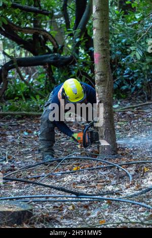 St Cyrus, Aberdeenshire, Écosse, 3 décembre 2021: Photo: Les ingénieurs de SSEN déracinés arbres et débris qui ont entraîné des lignes électriques basse tension à la périphérie de St Cyrus.Les propriétés dans ce domaine ont été sans pouvoir pendant 7 jours.Les ingénieurs ont travaillé sur le réseau électrique, de la haute tension à la moyenne tension, et enfin aux systèmes basse tension, qui sont les lignes électriques que l'on voit entrer dans nos maisons.Les ingénieurs travaillent dans des conditions dangereuses, ils ont travaillé de longues heures pour essayer de restaurer l'alimentation électrique des maisons.Credit:Barry Nixon/Alay Live News Banque D'Images