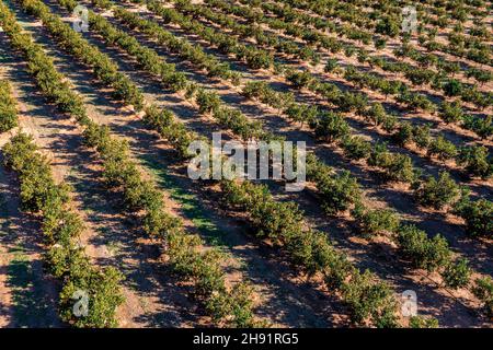Valence Orange arbres autour d'Oropesa del Mar, Espagne Banque D'Images