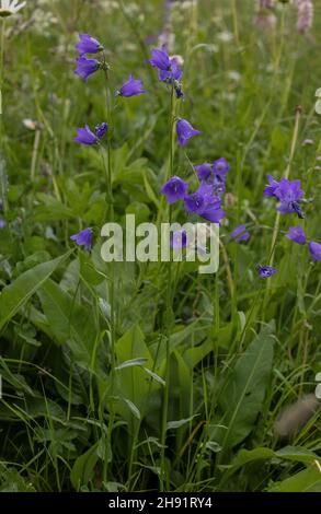 Habell à feuilles larges, Campanula rhomboidalis en fleur dans un pré de foin alpin, Alpes françaises. Banque D'Images