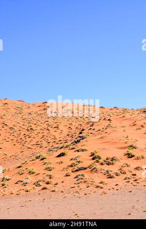 Oryx gemsbok ou sur une dune de sable rouge de Sossusvlei dans le désert de Namibie Afrique du Sud Banque D'Images