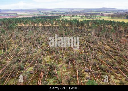 Vue aérienne de nombreux arbres soufflés par Storm Arwen (26/27 novembre 2021) dans John Muir Country Park à Dunbar, East Lothian, Écosse, Royaume-Uni Banque D'Images