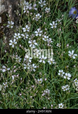 Alpine gitsophila, Gypsophila repens, en fleur sur calcaire, Alpes. Banque D'Images