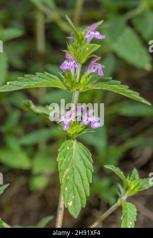 Ortie de chanvre rouge, Galeopsis ladanum subsp. Angustifolia, en fleur. Banque D'Images