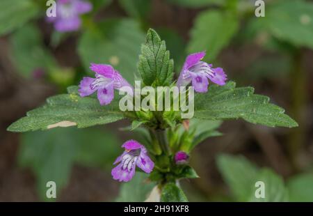 Ortie de chanvre rouge, Galeopsis ladanum subsp. Angustifolia, en fleur. Banque D'Images