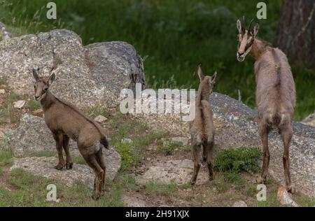 Groupe familial de chamois alpins, Rupicapra rupricapra, dans les Alpes italiennes. Banque D'Images