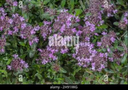 Thyme sauvage, Thymus praecox ssp. Polytrichus, en fleur. Banque D'Images