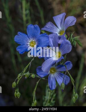 Lin autrichien, Linum austriacum, en fleur dans les Alpes italiennes. Banque D'Images