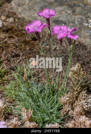 Rose cheddar, Dianthus gratianopolitanus, en fleur, Alpes françaises. Banque D'Images